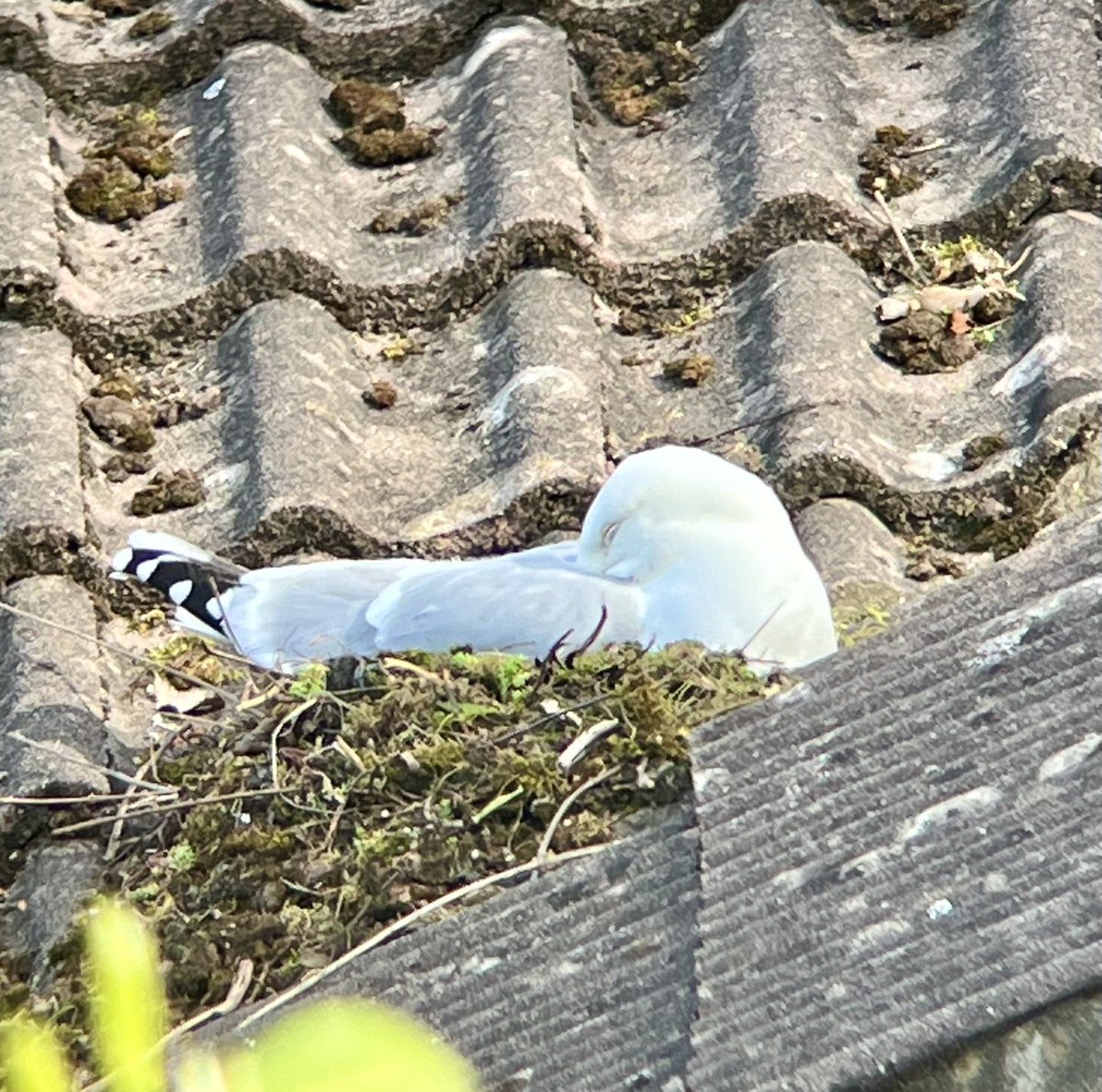 Herring Gull nesting opposite our home. Will be interesting to observe. ⁦@DorsetBirdClub⁩ ⁦@harbourbirds⁩