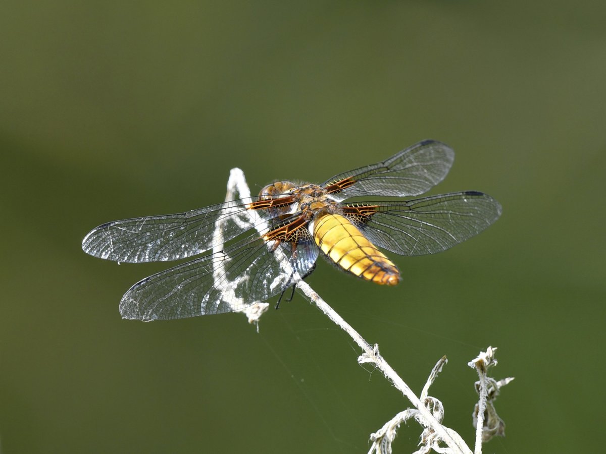 A Broad-bodied Chaser along Chichester Canal late this afternoon. @SelseyBirder @BDSdragonflies #dragonfly #Nikon #D5