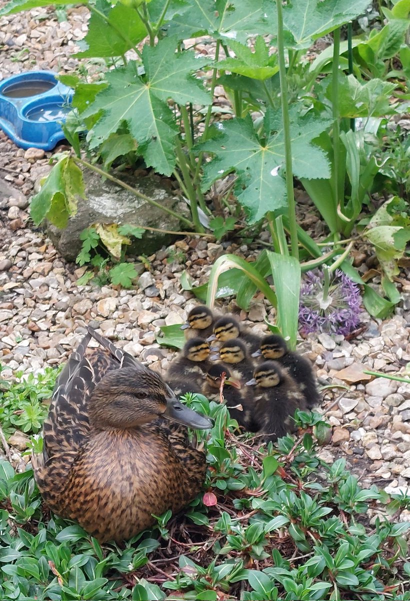 A better photo of mother duck and her family #ducks #garden