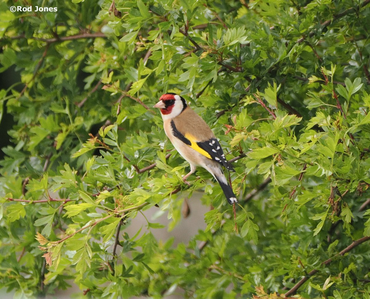 Goldfinch in Norwood Green, Halifax. #ThePhotoHour #TwitterNatureCommunity #wildlifephotography #nature #birds