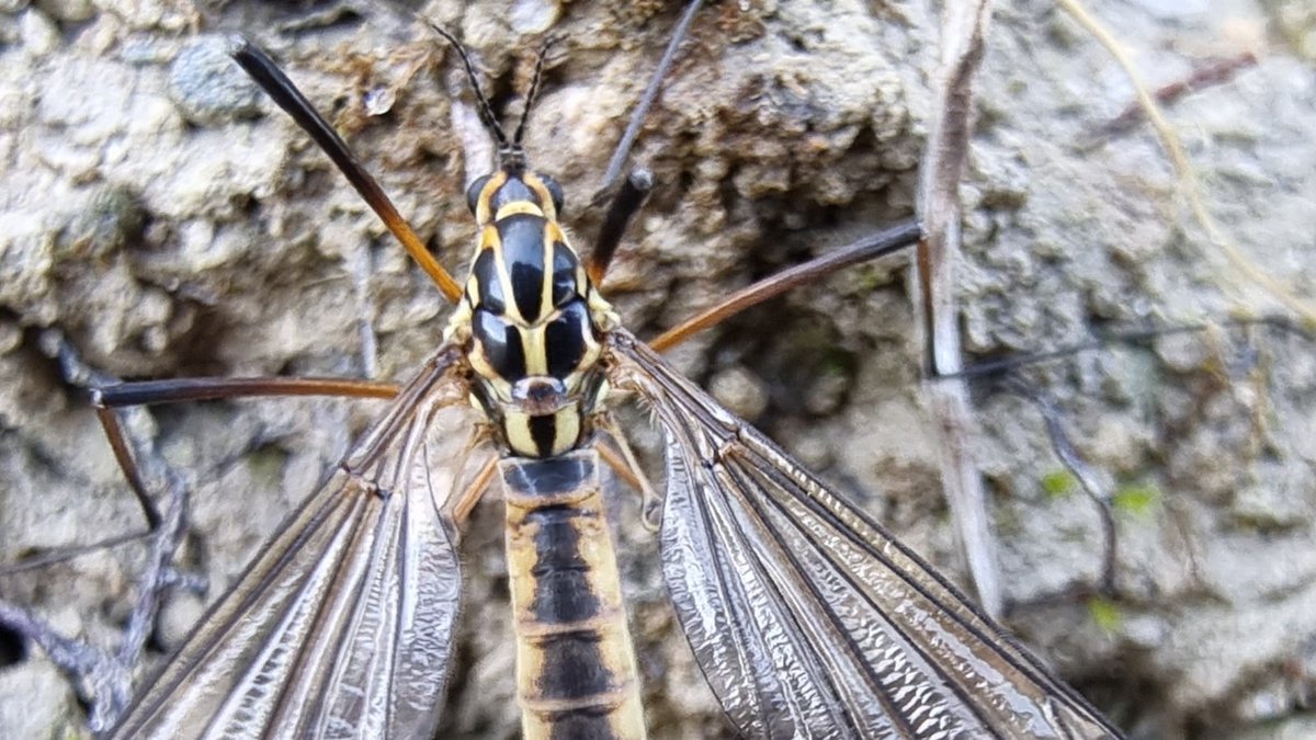 Tiger Cranefly (Nephrotoma flavescens) a couple of weeks ago on my travels.