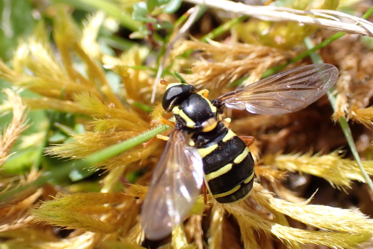 Chrysotoxum festivum,a few weeks ago in Buckinghamshire.