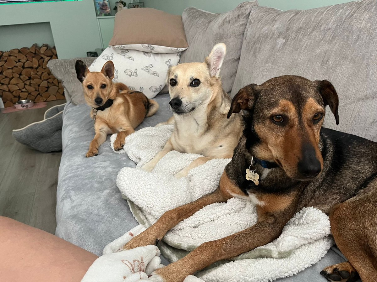 Tex on foster with Daphne and D4R adopted Freddie. We are so grateful to Jessica and Helena for squeezing another in on their sofa. So many of our dogs enjoy the company of other dogs so please get in touch if you’re in the North West and open to expanding your furfamily 💜