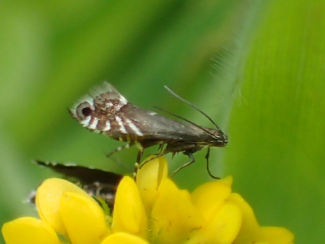 Master of all it surveys (from a flower head of Bur-medick). Glyphipterix simpliciella aka the Cock's-foot moth. #moths