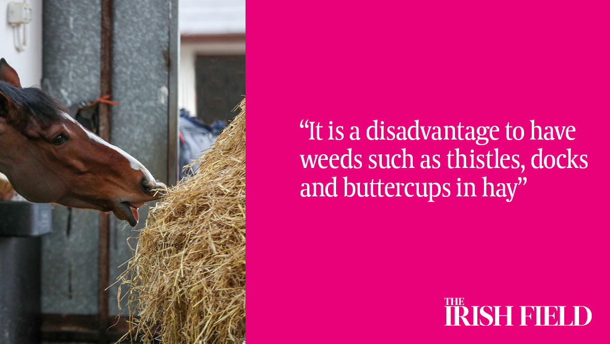This weekend in The Irish Field, Helen Sharp seeks expert guidance from @teagasc on the production and selection of hay and haylage @EquiIreland eu1.hubs.ly/H0987DL0