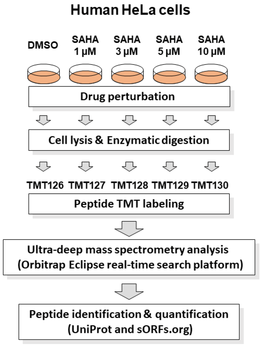 #HighlyAccessedPaper Read now ➡️ 'Real-Time Search-Assisted Multiplexed Quantitative Proteomics Reveals System-Wide Translational Regulation of Non-Canonical Short Open Reading Frames' by Masaaki Oyama, et al. 👉 brnw.ch/21wJT1W