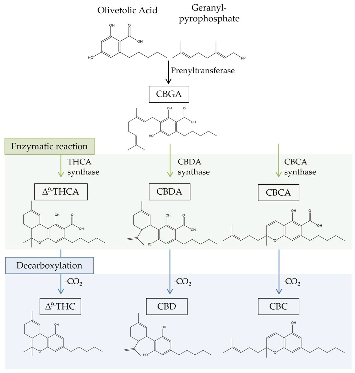 #HighlyCitedPaper Read now ➡️ 'Antitumor Effects of Cannabis sativa Bioactive Compounds on Colorectal Carcinogenesis' by Susana M. Cardoso, et al. 👉 brnw.ch/21wJT3h