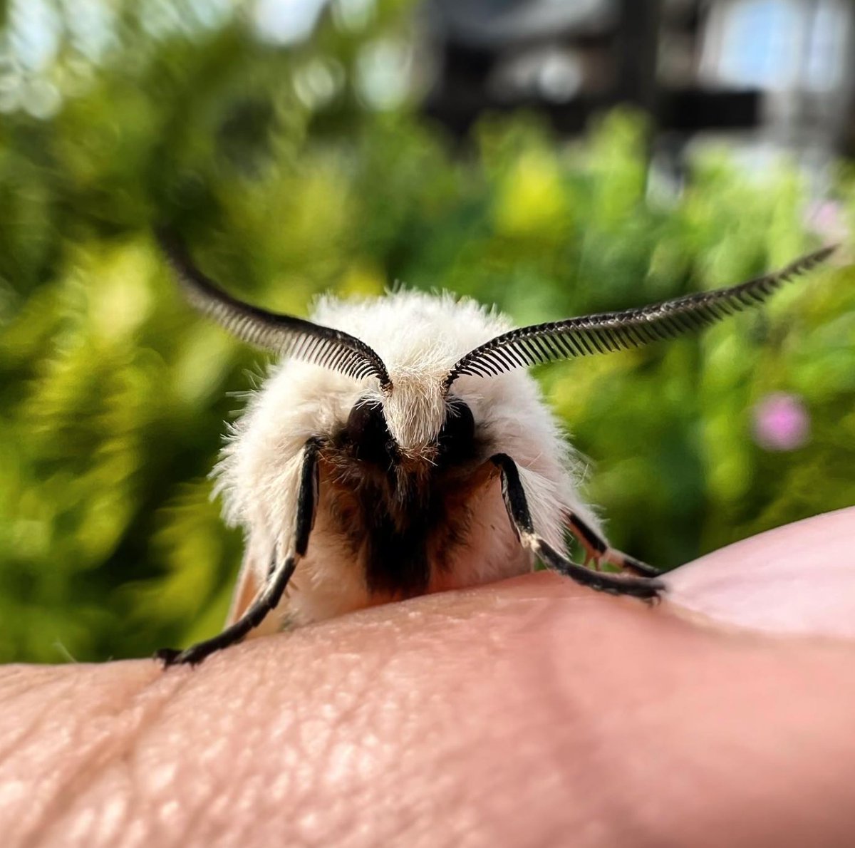 Are you a moth-trapper with a spare 10 minutes? If so, please fill in the following survey aiming to understand moth-ers and their relationship with insects in traps 🐝🦋 Please share! qualtrics.ucl.ac.uk/jfe/form/SV_55… (Best on computer/tablet)