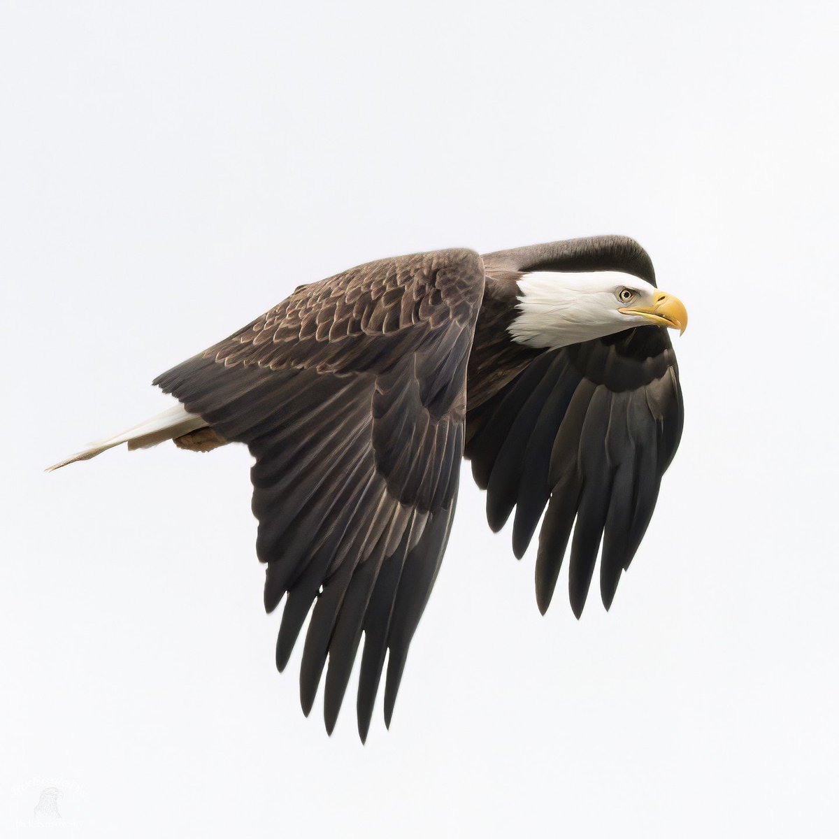 If you ever come across a bald eagle in New Jersey, consider yourself lucky! Did you know they're a symbol of New Jersey? With over 200 active nests, here's where you can safely, without disturbing their habitat, catch a glimpse. 🦅 #VisitNJ #Birdwatching 📷 IG: jaxeaglepix