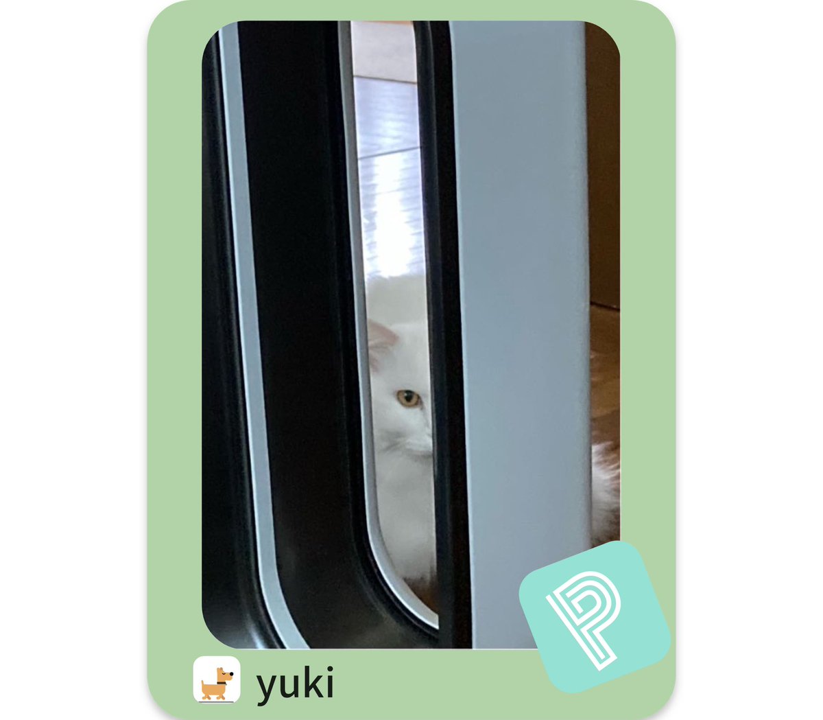 猫って何故そこ？
という場所にいる事ありませんか？
何処にいてもうちの子可愛いと思えるのは飼い猫あるあるでしょうか？

#猫とのくらし 
#白ねこ
#ポイシャ