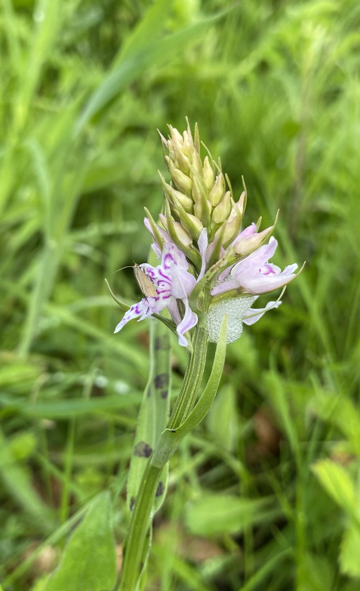 SuburbanMeadow's tweet photo. Back to visit a cluster of Early Purple Orchids past their best now but found a couple of Common Spotted Orchids about to flower in a Kent/Sussex border cemetery. Excellent #NoMowMay example. #orchids #meadows https://t.co/Yp5cwf3huC