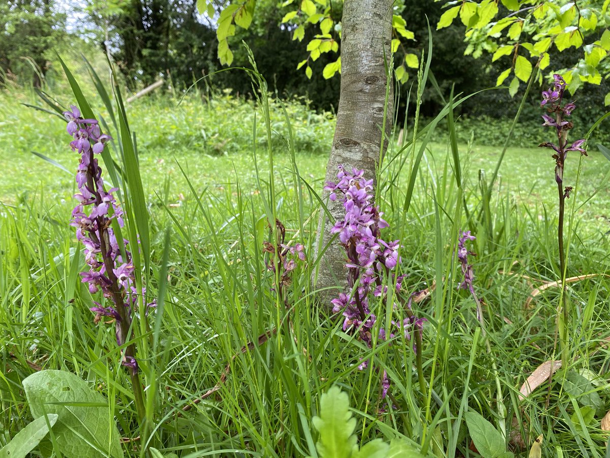 SuburbanMeadow's tweet photo. Back to visit a cluster of Early Purple Orchids past their best now but found a couple of Common Spotted Orchids about to flower in a Kent/Sussex border cemetery. Excellent #NoMowMay example. #orchids #meadows https://t.co/Yp5cwf3huC