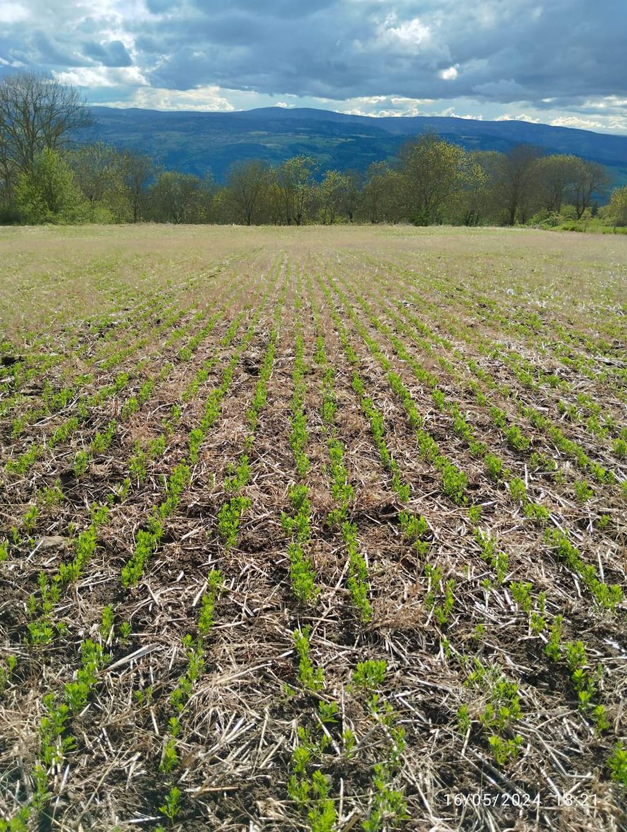 Nos clients ont du talent 🤩

Semis #ACS de #LentilleVerteDuPuy dans un seigle.

#HauteLoire #Auvergne #Lentilles
 #agroecologie #semisdirect #SabarotAgriculture