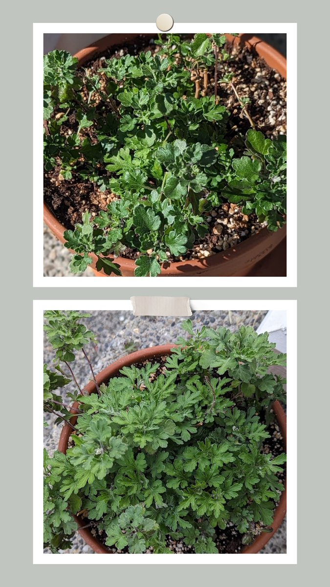 Chrysanthemum revived with Dynomyco! Teresa rescued her dying plant & 'it survived!!!' #mycorrhiza #gardening dynomyco.com