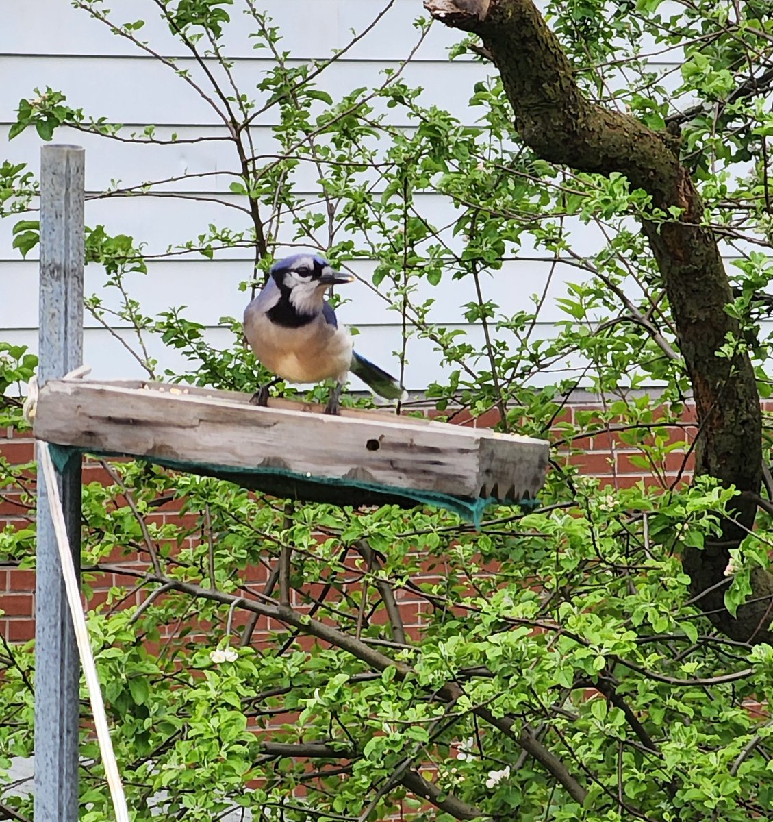 Blue jay at the bird feeder. I'm surprised the cardinals allowed the intrusion.🐦