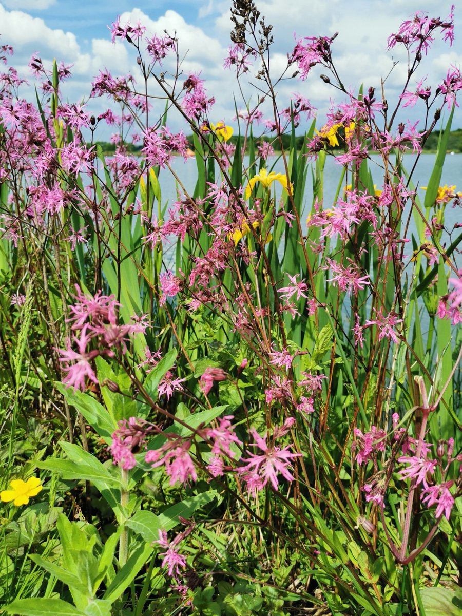 It was a beautiful day at our Lakeside Campus <a href="/worcester_uni/">University of Worcester</a> for a bit of biological recording! Lots of interesting finds, from hawk-moths to newts 🦋🐌🐞🐝🪲🕷️🐜🦆🦢🐇🐁 <a href="/UoWBioSci/">UW Biological And Forensic Sciences</a> <a href="/UoW_SERG/">UoW Sustainable Environments Research Group</a>