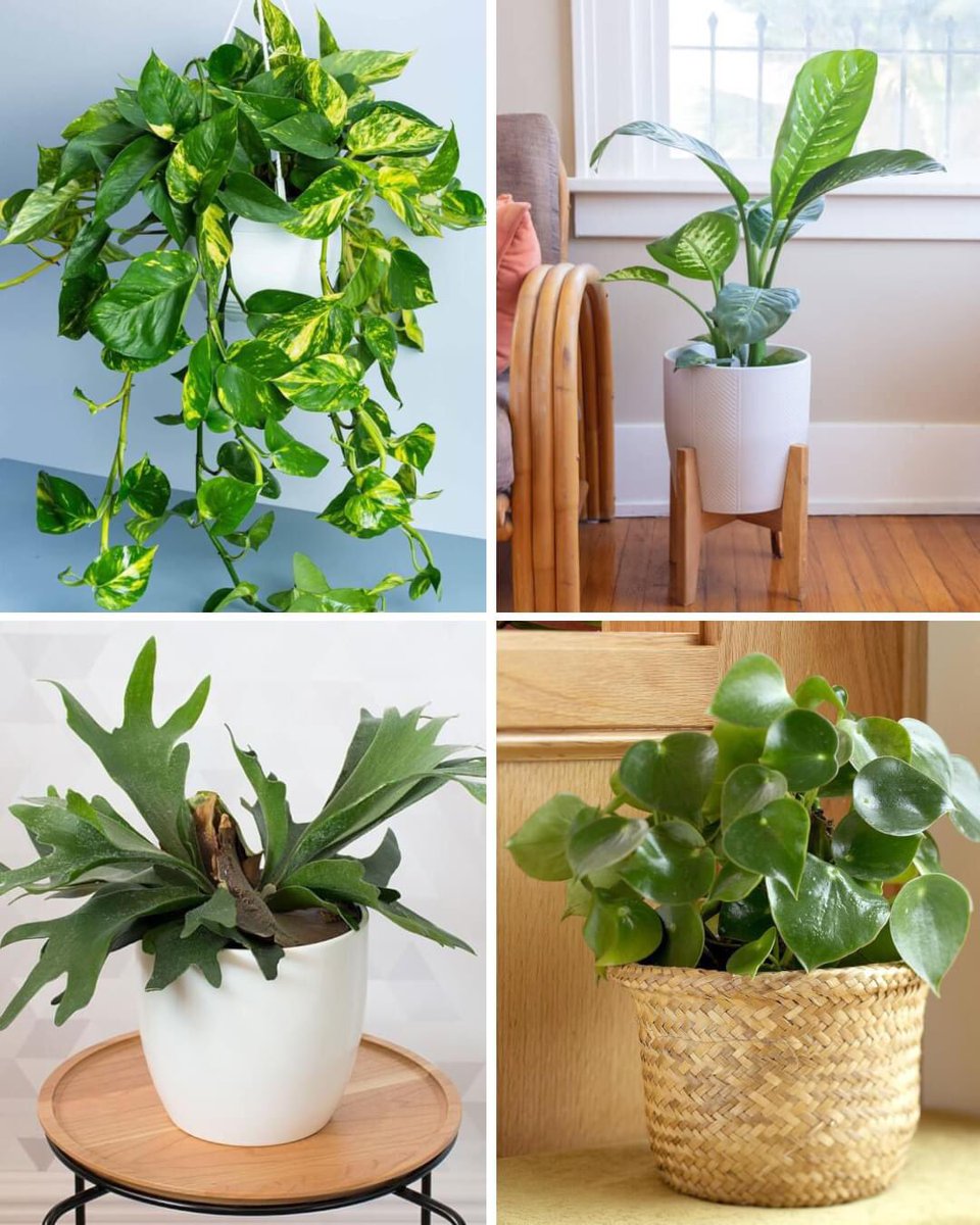 Houseplants That Can Grow Well Without Sunlight🌿