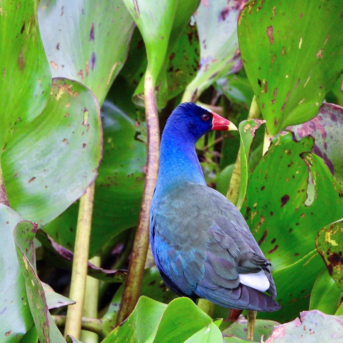 Pollona azul registrada en el #parqueguasu 💚
La dieta es omnívora, incluye variedad de plantas y materia animal, incluso semillas, hojas y frutas de plantas acuáticas y terrestres, así como insectos, moluscos, y peces. También puede predar sobre huevos y polluelos de otras aves.