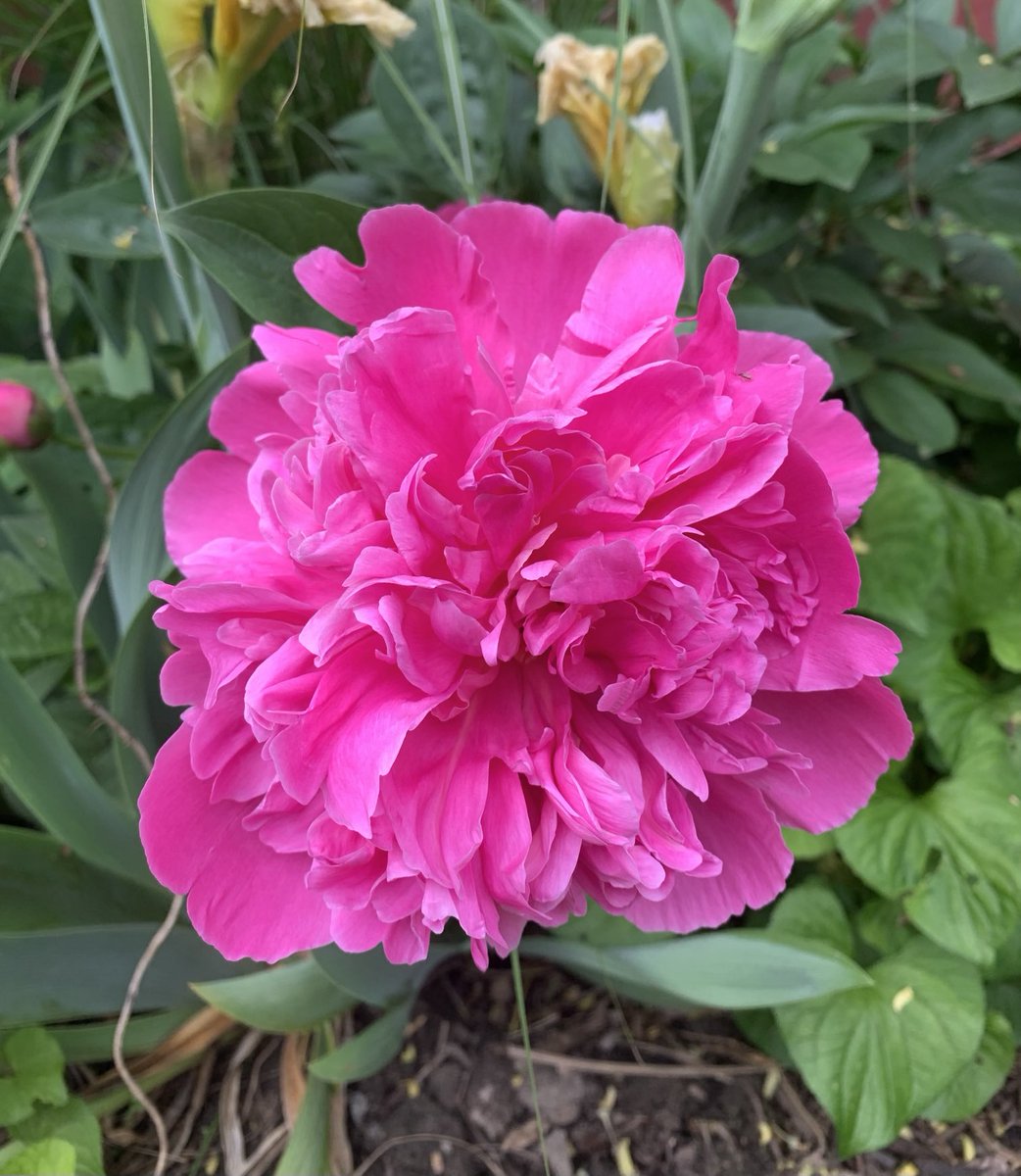 Malice In Plunderland tweet media