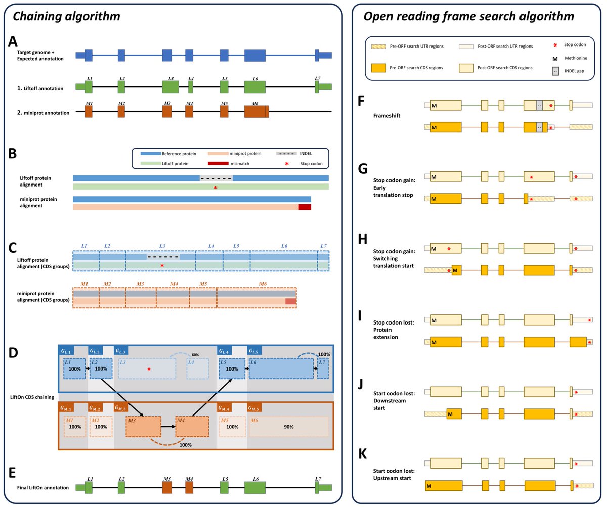 LiftOn: Combining DNA and protein alignments to improve genome annotation biorxiv.org/content/10.110…