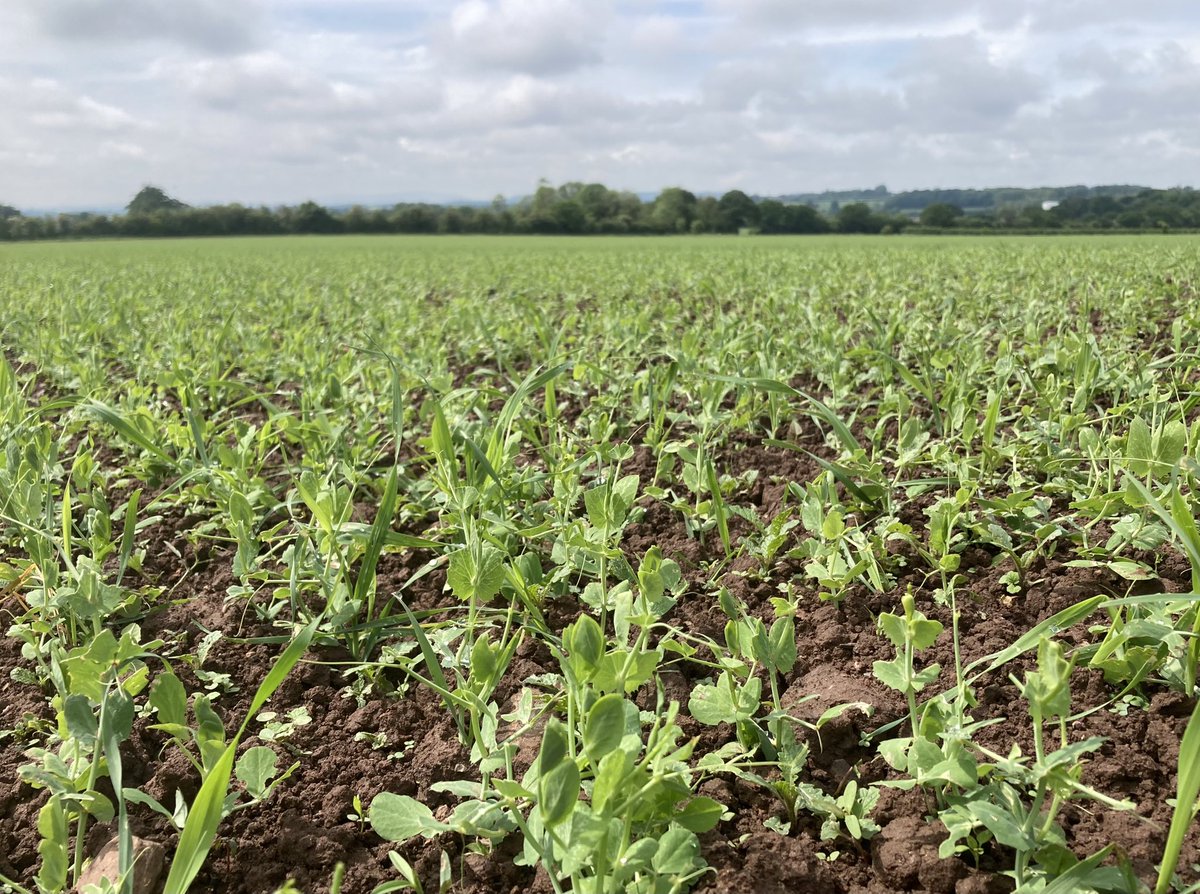 Carlin peas for <a href="/Hodmedods/">Hodmedod's</a> with companion oats up and flying - plenty of other plant diversity in there too.  A long way to go but after all the challenges of drilling it’s great to see them! #organic