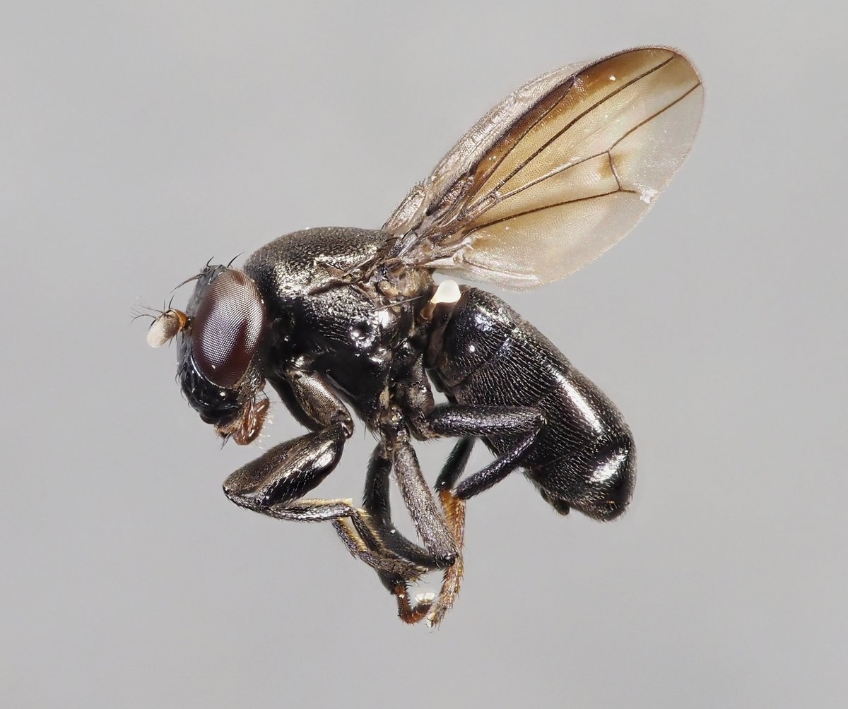 The 3mm shore-fly Discomyza incurva, swept above an aggregation of dead snails, within which the larvae develop, at Leconfield DST last weekend. An uncommon species in Yorkshire, so another good find for the site. @tc271 @SteveRoutl74122 @ynuorg @DipteristsForum