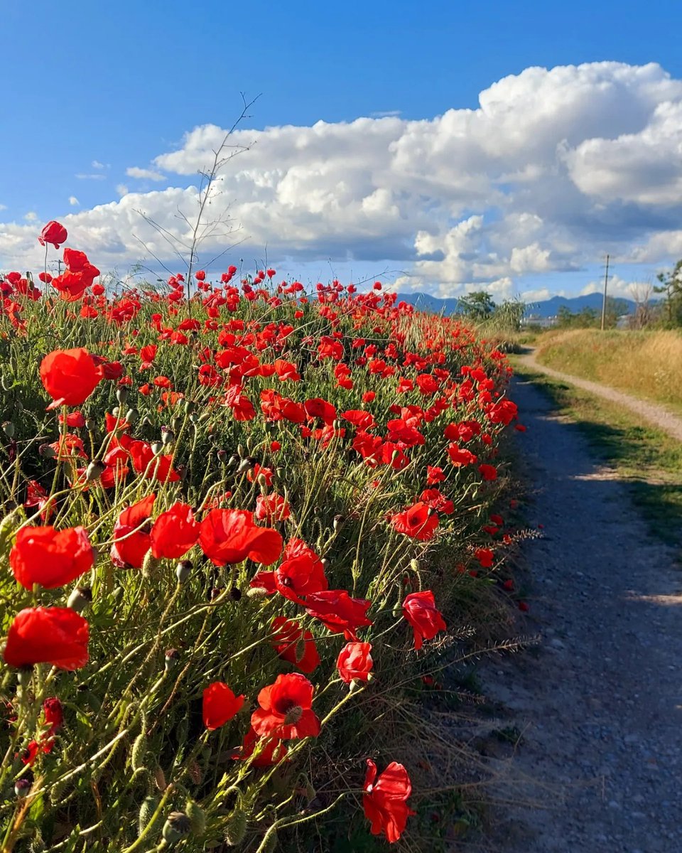 Poppies, uncountable these days in the fields and verges of Huesca. Amapola in Spanish, ababol, I'm told in Aragón and beyond.