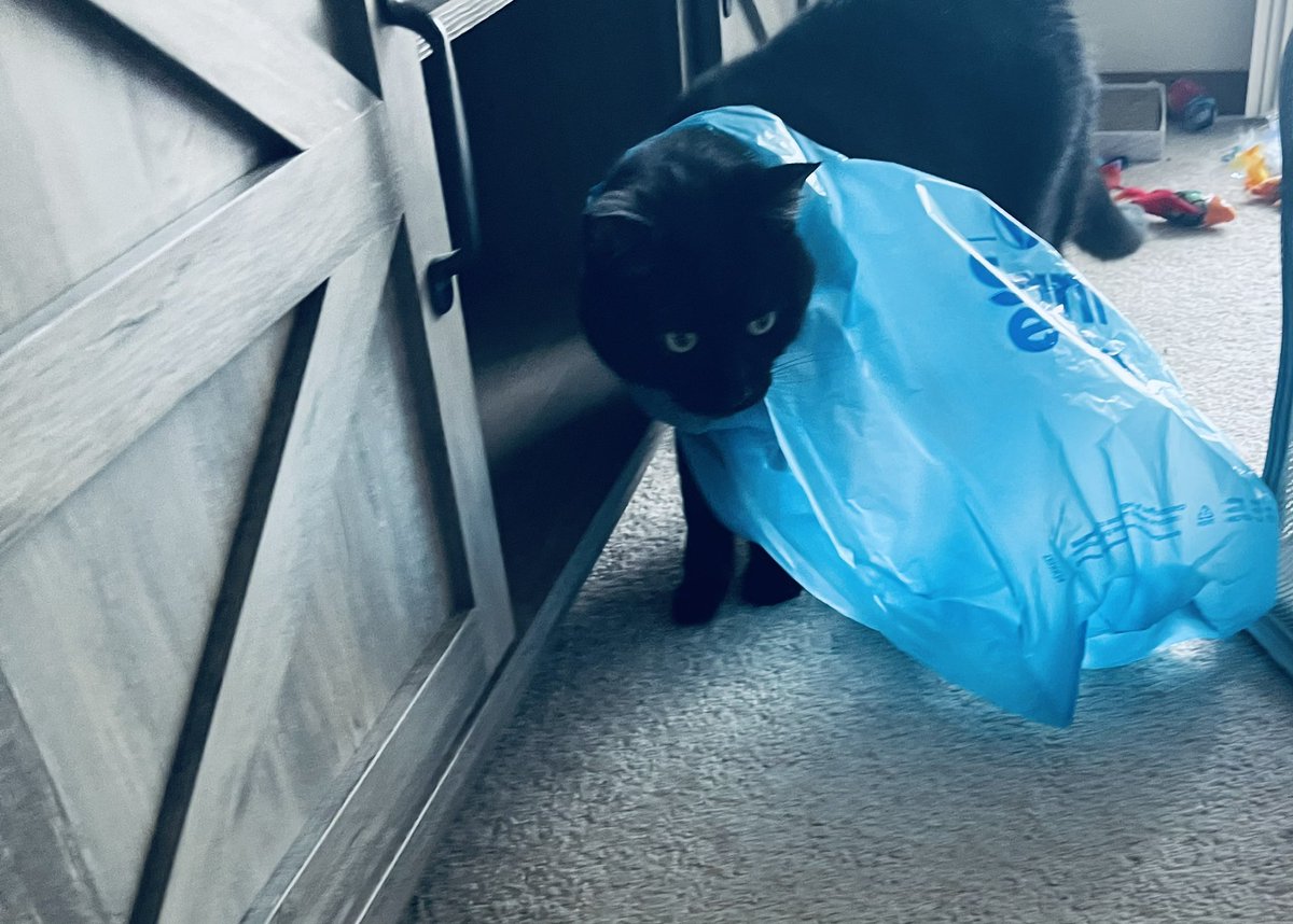 Salem got stuck in a plastic bag, so I had to document his shame 😅

Note: he loves plastic bags but I only let him have when I’m home. They’re in the pantry when I’m not here for this exact reason, lol. He doesn’t eat them but he plays with them