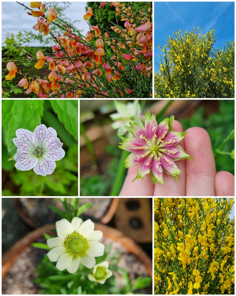 A very sunny and colourful #SixOnSaturday 

#GardeningTwitter