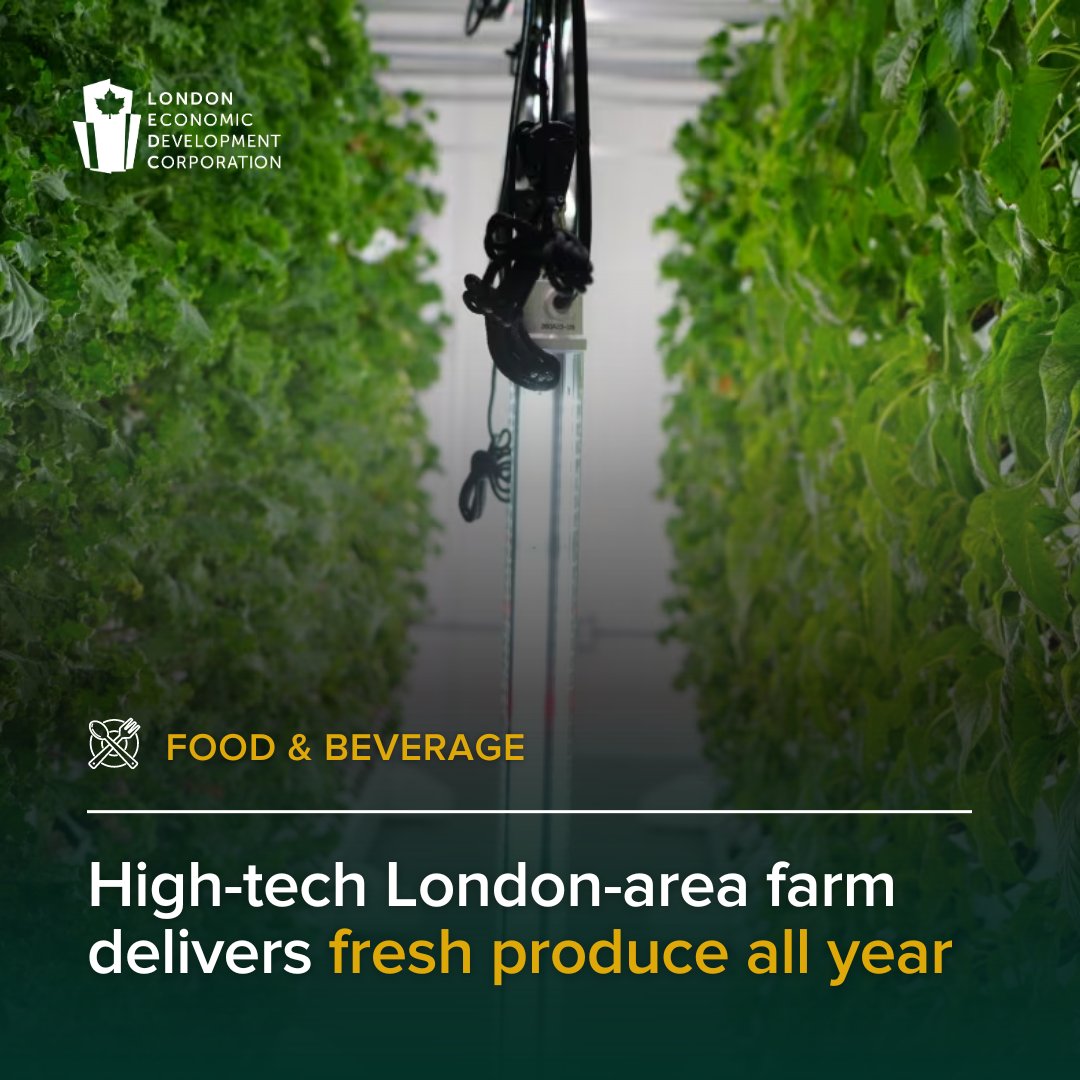 @WesternU researchers are developing a new kind of farm using solar power and machine learning to grow food year-round with as little energy and water as possible. More about this local innovation here: bit.ly/3yhakgP *Picture by @CBCLondon #LdnOnt #LdnInnovation