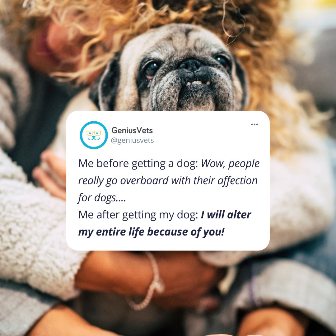 Me before getting a dog: Wow, people really go overboard with their affection for dogs. ⁠
Me after getting my dog: I will alter my entire life because you! ♥️⁠
#geniusvets #pethealthresource #veterinary #vetmed #pethealth #petcare #pettweets #dogtweets