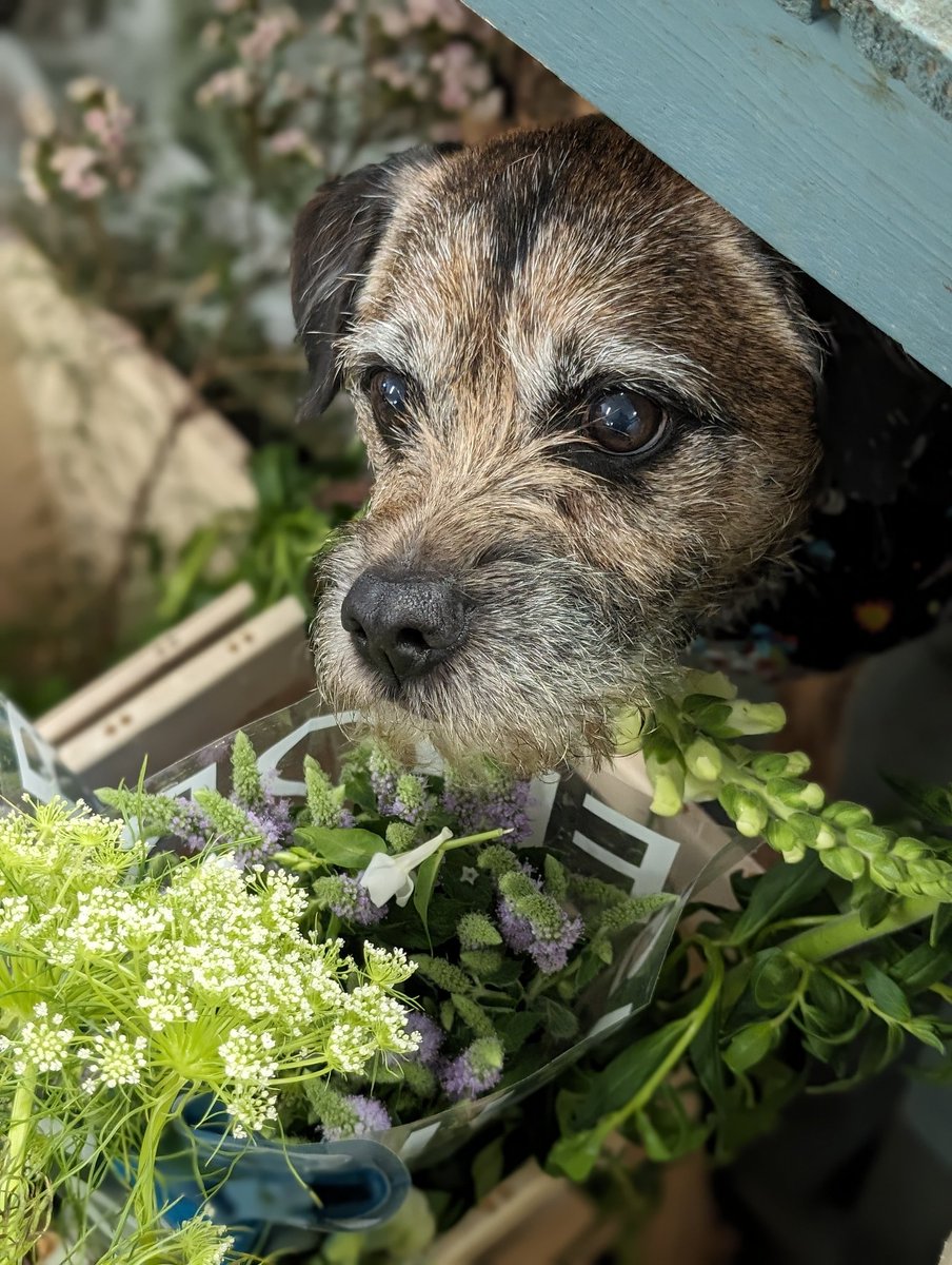 Brynn, today's helper at work, courtesy of one of our wonderful team... #wheelersofchiswick #bringyourdogtowork #floralfriday