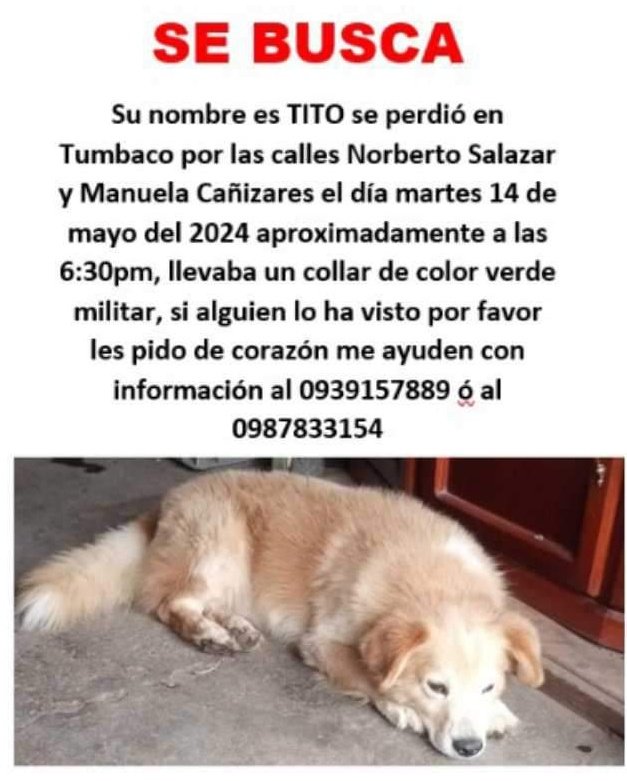 #PERDIDO #QUITO
Nombre: #TITO
Fecha: 14/05/24
Sector: Norte, Norberto Salazar y Manuela Cañizares  Sexo: Macho
Raza: Mestizo
Obsv.: Pequeño, pelaje color beige, collar verde militar Contacto: 0939157889-0987613197
¡Ayúdalo a volver con su familia!
#AlertaMePerdí