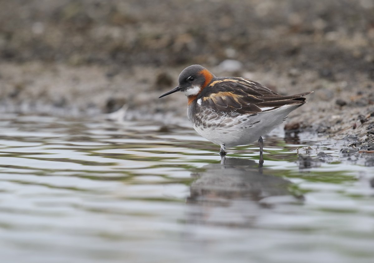 @BirdTrack migration blog just landed! 😃 Dotterel and Red-necked Phalarope are well worth looking out for as waders will keep moving in all but the strongest winds. Discover more in this week’s blog ➡️ bit.ly/4bBR9gN 📷 Red-necked Phalarope © Liz Cutting / BTO