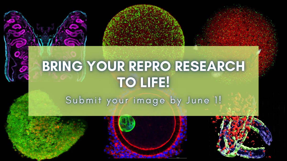 The countdown is on! ⏰ 2 weeks left to submit your #ReproBioArt! Celebrate visual representations of scientific research related to the study of reproduction. Showcase your creativity &amp; submit today! 🎨 brnw.ch/21wJT5O 

#Repro #ScientificResearch