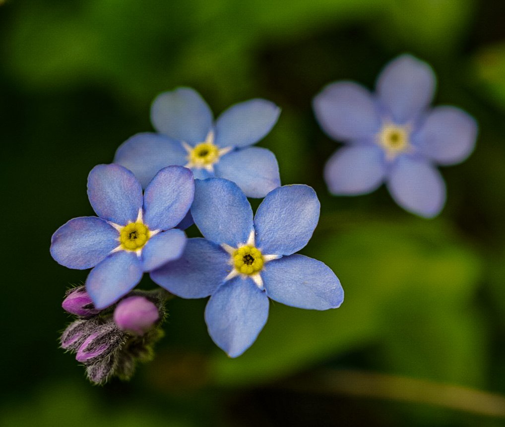 Forget me not 💙💜 
@MacroHour 
@SonyAlpha