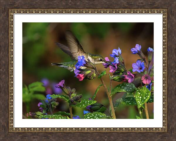 While the male hummingbirds fight over the feeder, this clever female avoided them entirely by feeding on the nectar of the lungwort flowers.

Prints:
focusedoncanada.pixels.com/featured/ruby-…

#hummingbird #birdlovers #hummingbirdprints #birdsofcanada #birding