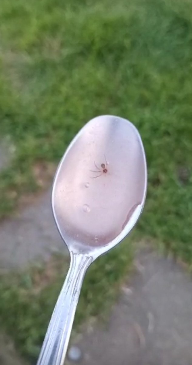Zrobiłam kisiel i moja siostrzenica się kłóciła, że ma tam nogę pająka to jej mówię, że to koperek i żeby nie wymyślała... po czym jem swój a tam reszta pająka