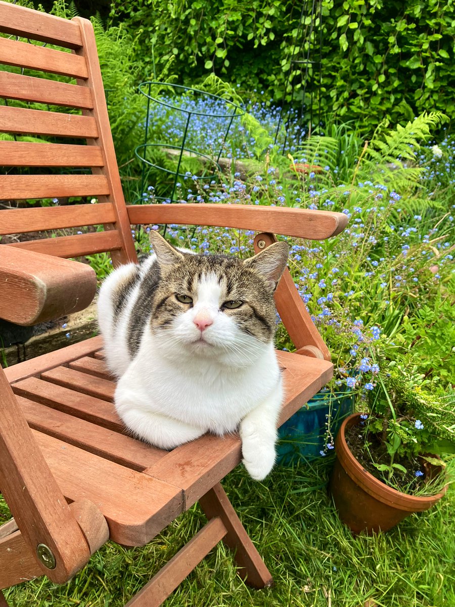 Turnip has a lot of sass and self belief for a cat that mainly sleeps in the hedge. Absolutely refuses to budge off that chair now 🙄