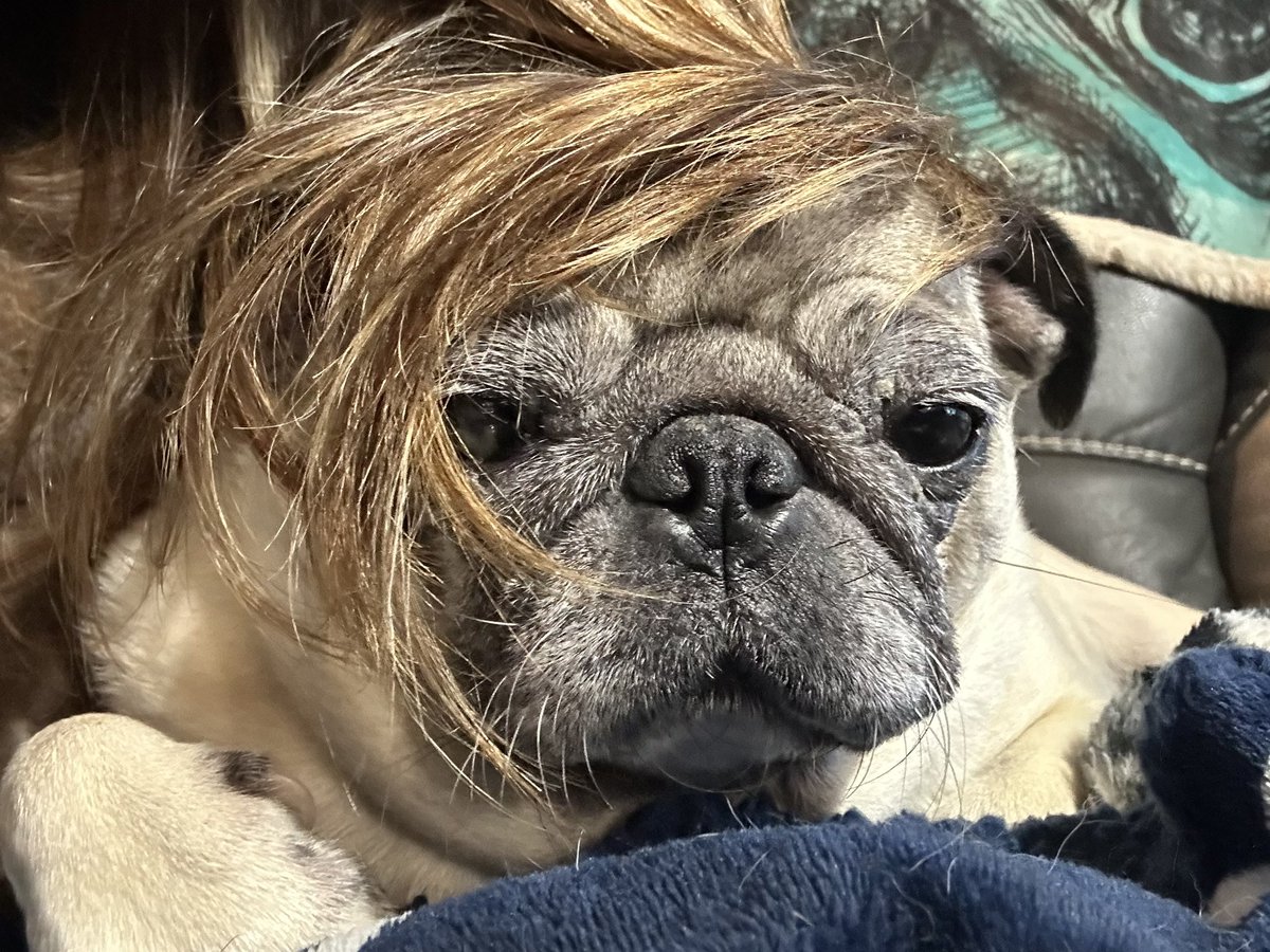 #LuceeThePug is taking a vote. Does her new wig look natural? 😂