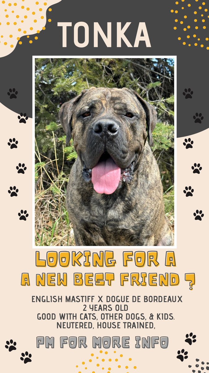 I don’t know that we have many local followers but in case we do!!! Tonka is ready for his new FUREVER home! #Edmonton #EdmontonAB #mastiff