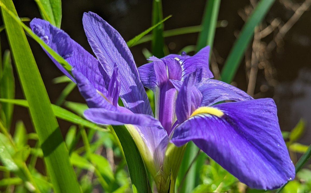 Purple iris near my pond

#flowerphotography #flowersofx #flowers #iris