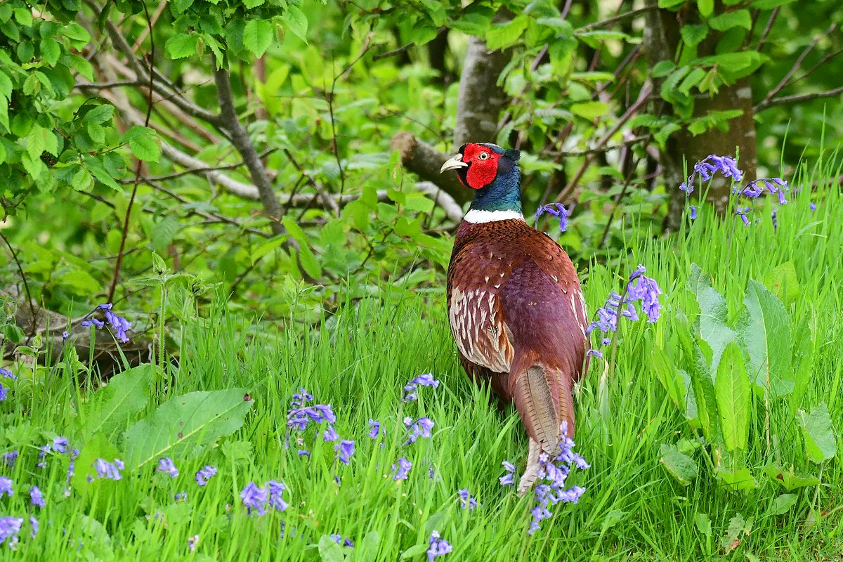Mr Pheasant, taking a leisurely stroll through the bluebells today! 😁❤️