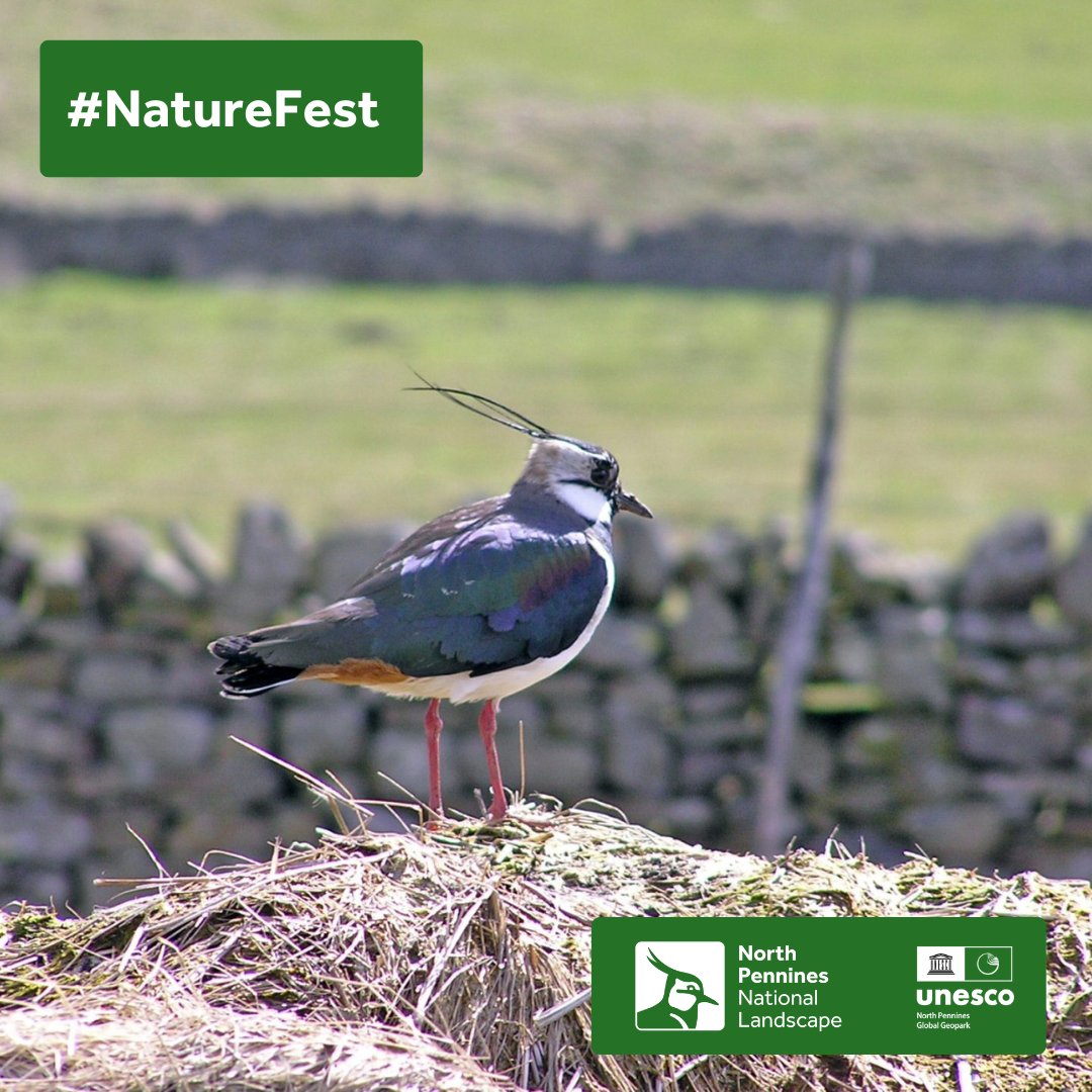 Enjoy #waterfalls & #wildlife on a #guidedwalk along the River Tees on 5 June, including Low Force & High Force.
More info & book: bit.ly/waterfallswild…
Part of #NorthPenninesNatureFest24, 25 May - 9 June, see the full programme: NorthPenninesNatureFest.org.uk
#NorthPennines #walk