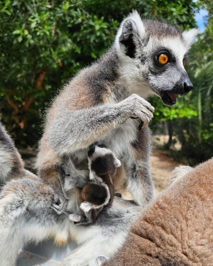 Celebrating our love of lemurs on #EndangeredSpeciesDay 🌿

We're thrilled that our lemur family is thriving, with some new arrivals welcomed just last month - see if you can spot them!

#Wildlife #Conservation #Nature #PlanetEarth