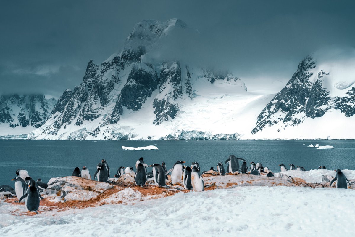 DJIGlobal's tweet photo. A trip to Antarctica to remember (for life) 🐧 🧊
🚁 DJI Inspire 3
📷 Tang Yin
Become a #SkyPixel Creator 👉 https://t.co/8vsC10p0jC https://t.co/Q5PnfuFddv