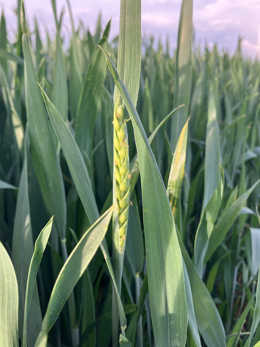 Colin Patrick tweet media