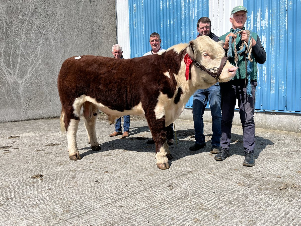 The final Spring Hereford Show & Sale took place yesterday in Nenagh: 💰Top Price - €4,700 💰 Average Price - €3,000 🔺Clearance - 60% 💰 Reserve Champion sold for €4,400 Full sale report to follow! #herefords #bullsales