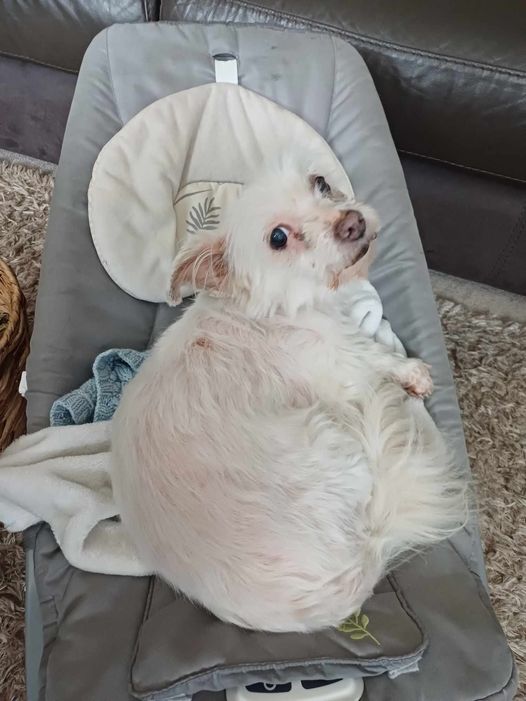 🔥🔥 LOST DOG, 14YO & INJURED 🔥🔥 Lucy went #missing on the outskirts of #Etton #EastRiding #Yorkshire. Lucy is 14 years old & injured. She was attacked by another dog & spooked. She has been missing since Wednesday 15/5, pm. Family have searched as much as they can but it is a