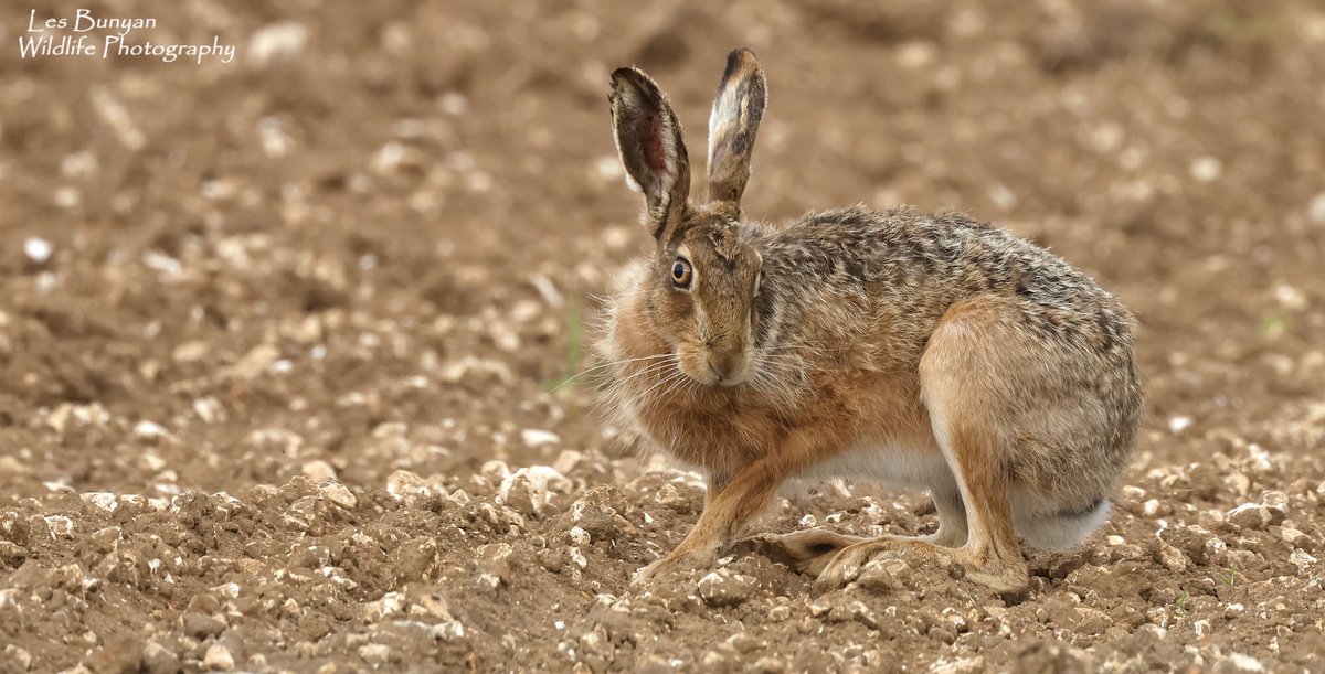 A few more from this evening @Natures_Voice @HPT_Official @BBCSpringwatch